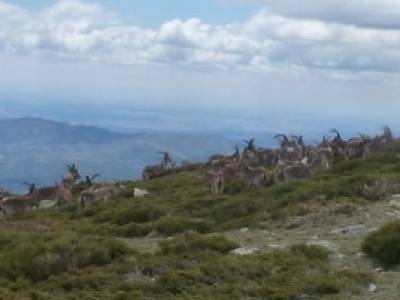 Cuerda Larga - Miraflores de la Sierra; grupos de trekking informacion sobre el tejo mochila para tr